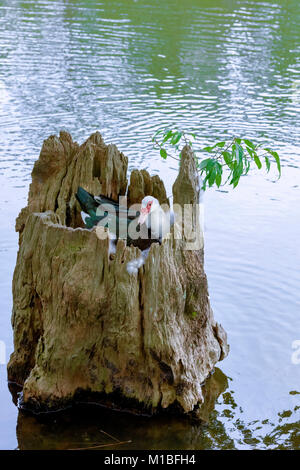 Ente sitzend auf Eier, das Nest in einer ausgehöhlten Baumstumpf auf See caroline Panama City, Florida Stockfoto