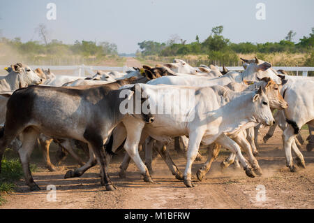 Herde Brahman Rinder läuft in Paraguay Stockfoto