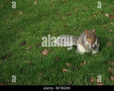 Graue Eichhörnchen essen Samen sitzen auf dem Gras in Christchurch Park, Ipswich, Suffolk. Stockfoto