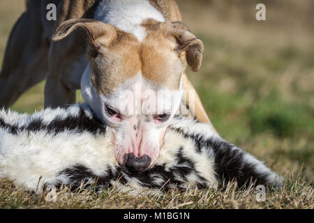 Hund essen ein Kaninchen, Hund füttern Modell Stockfoto