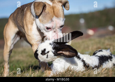 Hund essen ein Kaninchen, Hund füttern Modell Stockfoto