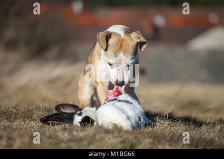 Hund essen ein Kaninchen, Hund füttern Modell Stockfoto