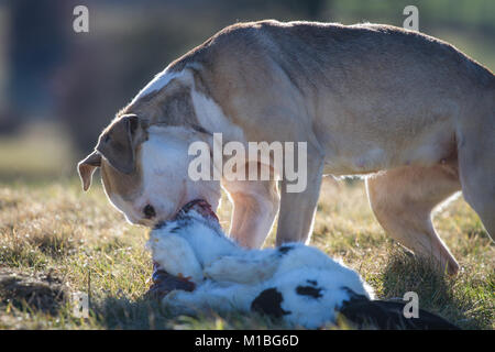 Hund essen ein Kaninchen, Hund füttern Modell Stockfoto