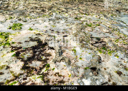 Close up Shoal bei Ebbe mit Algen und Fisch Stockfoto