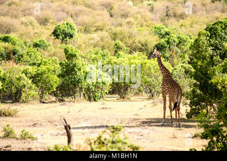 Isolierte Giraffe in der Nähe von Acacia im Park von Mara Kenia Stockfoto