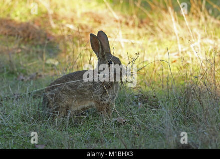 Europäische Kaninchen (Oryctolagus cuniculus algirus) Weibliche mit Gras für Nest Parque Natural Sierra de Andujar, Jean, Spanien Januarynest Stockfoto