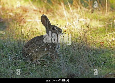 Europäische Kaninchen (Oryctolagus cuniculus algirus) Weibliche mit Gras für Nest Parque Natural Sierra de Andujar, Jean, Spanien Januar Stockfoto