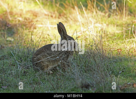 Europäische Kaninchen (Oryctolagus cuniculus algirus) Weibliche mit Gras für Nest Parque Natural Sierra de Andujar, Jean, Spanien Januar Stockfoto