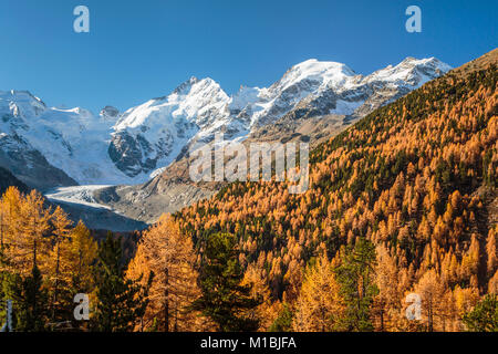 Die schneebedeckten Berggipfel der Bernina, Morteratsch Gletscher und Laub Farbe in der Bernina Tal, in der Schweiz, in Europa fallen. Stockfoto