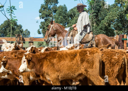 Tacuarembo, Uruguay - 25. Oktober 2012: Gauchos (südamerikanischen Cowboys) die Herde zu sammeln und fahren sie in den Korral. Gaucho ist ein Wohnsitz o die Sou Stockfoto