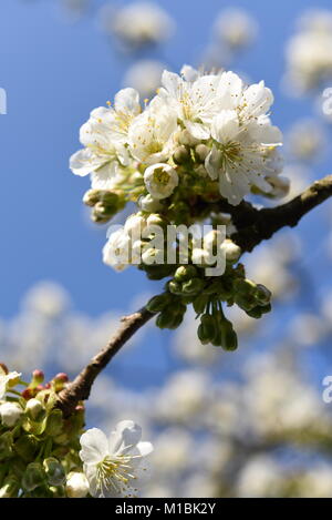 Detail der Kirschblüte auf den Zweig mit blauen Himmel hinter Stockfoto