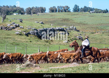 Tacuarembo, Uruguay - 25. Oktober 2012: Gauchos (südamerikanischen Cowboys) die Herde zu sammeln und fahren sie in den Korral. Gaucho ist ein Wohnsitz o die Sou Stockfoto