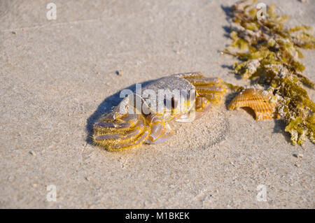 Atlantic ghost Crab - Ocypode quadrata (sand Crab) - Sitzen am Strand Sand an einem sonnigen Tag Stockfoto