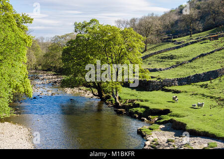 Blick entlang River Wharfe im Frühjahr/Sommer. Kettlewell, Obere Wharfedale, Yorkshire Dales National Park, North Yorkshire, England, Großbritannien, Großbritannien Stockfoto