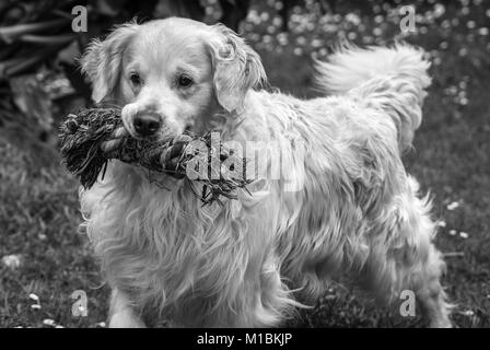 Meine Liebe und besten Freund, meinen Golden Retriever Hund namens Prinz, mit seinem Lieblingsspielzeug, die nie Reifen von ihm beißen ohne müde Alle Stockfoto