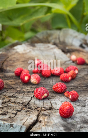 Holz- Oberfläche, auf der liegen ein paar reife Beeren der Wilde Erdbeere Stockfoto