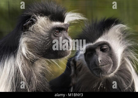 Männliche & weibliche Colobus Monkey Stockfoto