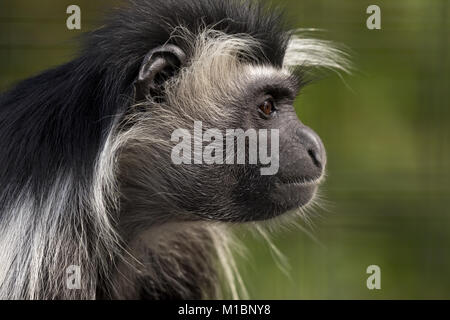 Colobus Monkey Seitenansicht Stockfoto