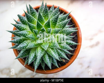 Aloe Pflanze geschossen von oben Stockfoto