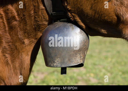 Nahaufnahme einer braunen Schweizer Kuh, die eine Glocke Stockfoto