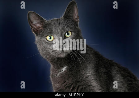 Korat Katze, männlich, Tier Portrait, Studio shot Stockfoto