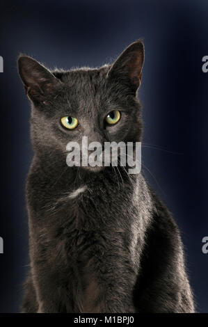 Korat Katze, männlich, Tier Portrait, Studio shot Stockfoto