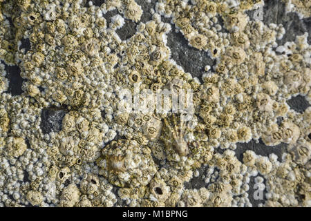 Lagerschalen auf Felsen Stockfoto