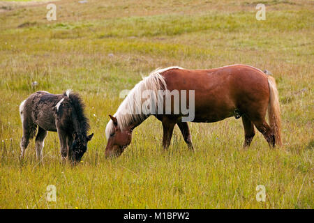 Isländische Pferde (Equus ferus Caballus), Stute und Fohlen grasen, Seydisfjördur, Island Stockfoto