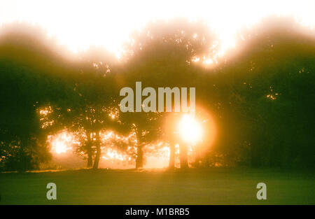 Am späten Nachmittag Sonnenlicht strahlt durch den Pinienwald Wald von Centennial Park in der Nähe der Parade Gelände Sportplatz in Sydney, Australien. Stockfoto