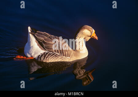 Eine Ente auf busbys Teich in Centennial Park in Sydney, Australien. Stockfoto