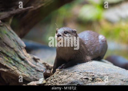 Nahaufnahme eines asiatischen kleinen Krallen Otter mit Fokus auf die Augen Stockfoto