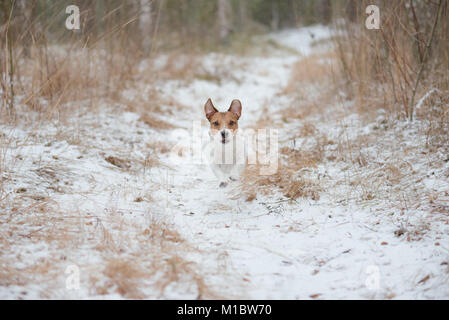 Hund wandern im Winter Wald laufen durch Schnee weg Stockfoto