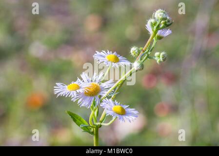 Erigeron Blume im Sonnenlicht Stockfoto