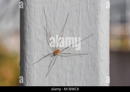 Close-up eine Spinne im Sommer Stockfoto