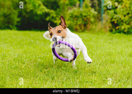 Adorable Hund spielen mit Spielzeug am grünen Rasen im Hof Stockfoto