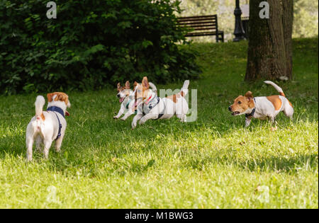 Packung mit vier Jack Russell Terrier hunde toben und Herumtollen Leine im Park Stockfoto