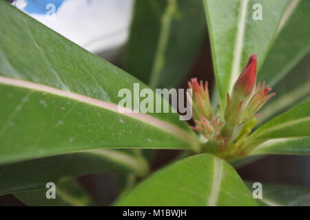 Eine adeniums Anlage oder Desert Rose, der außerhalb Ihrer Blütenknospe. Stockfoto