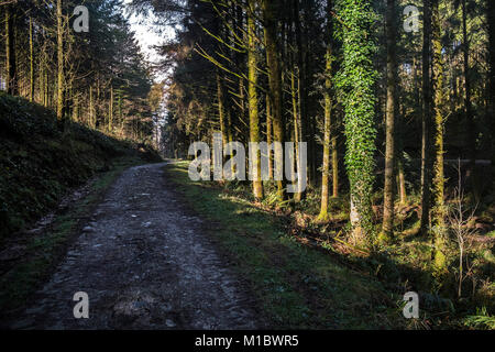 Cardinham Holz in Cornwall - eine Spur durch Cardinham Holz in Bodmin Cornwall läuft. Stockfoto