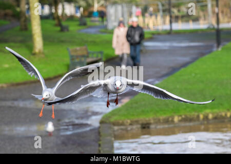 Laridae Möwen in einem Park fliegen. Stockfoto