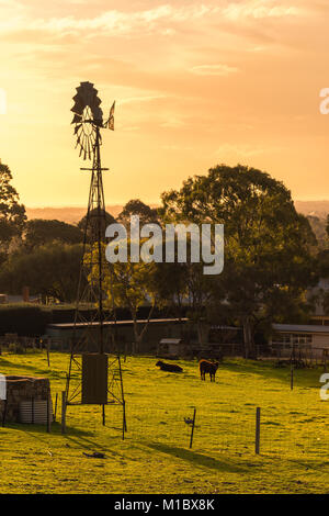 Windmühle mit grasenden Kühen auf tägliche Farm bei Sonnenuntergang in Adelaide Hills, South Australia Stockfoto