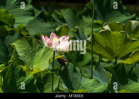 Indische Lotosblume (Nelumbo nucifera), der Botanische Garten Pamplemousses, Mauritius, Afrika | Nelumbo nucifera, heilige Lotus, Pamplemousses Botanical Stockfoto