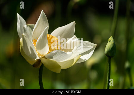 Amerikanische Lotosblume (Nelumbo lutea), der Botanische Garten Pamplemousses, Mauritius, Afrika | Nelumbo lutea, der Botanische Garten Pamplemousses Mauriti Stockfoto