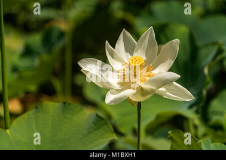 Amerikanische Lotosblume (Nelumbo lutea), der Botanische Garten Pamplemousses, Mauritius, Afrika | Nelumbo lutea, der Botanische Garten Pamplemousses Mauriti Stockfoto