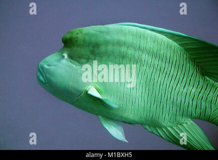 Große und schöne Napoleon Fische schwimmen Stockfoto