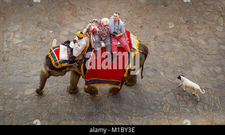 Touristen genießen eine dekorierte Indische Elefanten reiten auf dem Weg nach Amer Fort Jaipur. Eine Straße Hund ist nach den Elefanten gesehen. Stockfoto