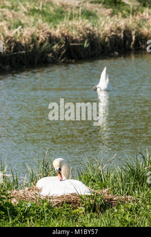 Ein paar Höckerschwäne (Cygnus olor) eine Sitzung auf einem Nest, der andere im Wasser im Hintergrund Stockfoto