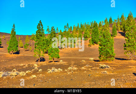 Kiefer - Bäume im Nationalpark Teide auf Teneriffa, Kanarische Inseln Stockfoto