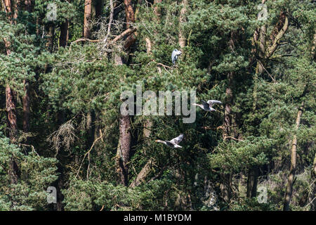 Ein paar Graugänse (Anser anser) Fliegen an einem Baum, in dem ein Graureiher (Ardea cinerea) ist das Hocken Stockfoto