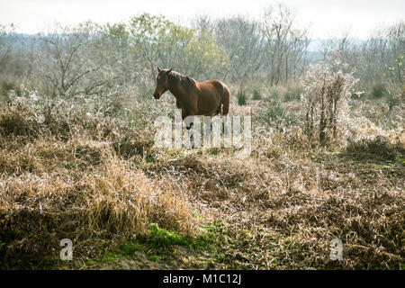 Wilde Pferde in Paynes Prairie in Florida. Stockfoto