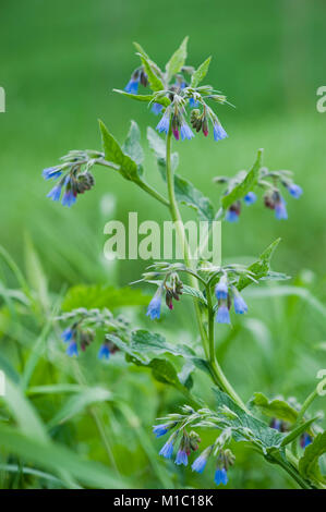 Symphytum caucasicum, Kaukasischer Beinwell, kaukasische Beinwell Stockfoto